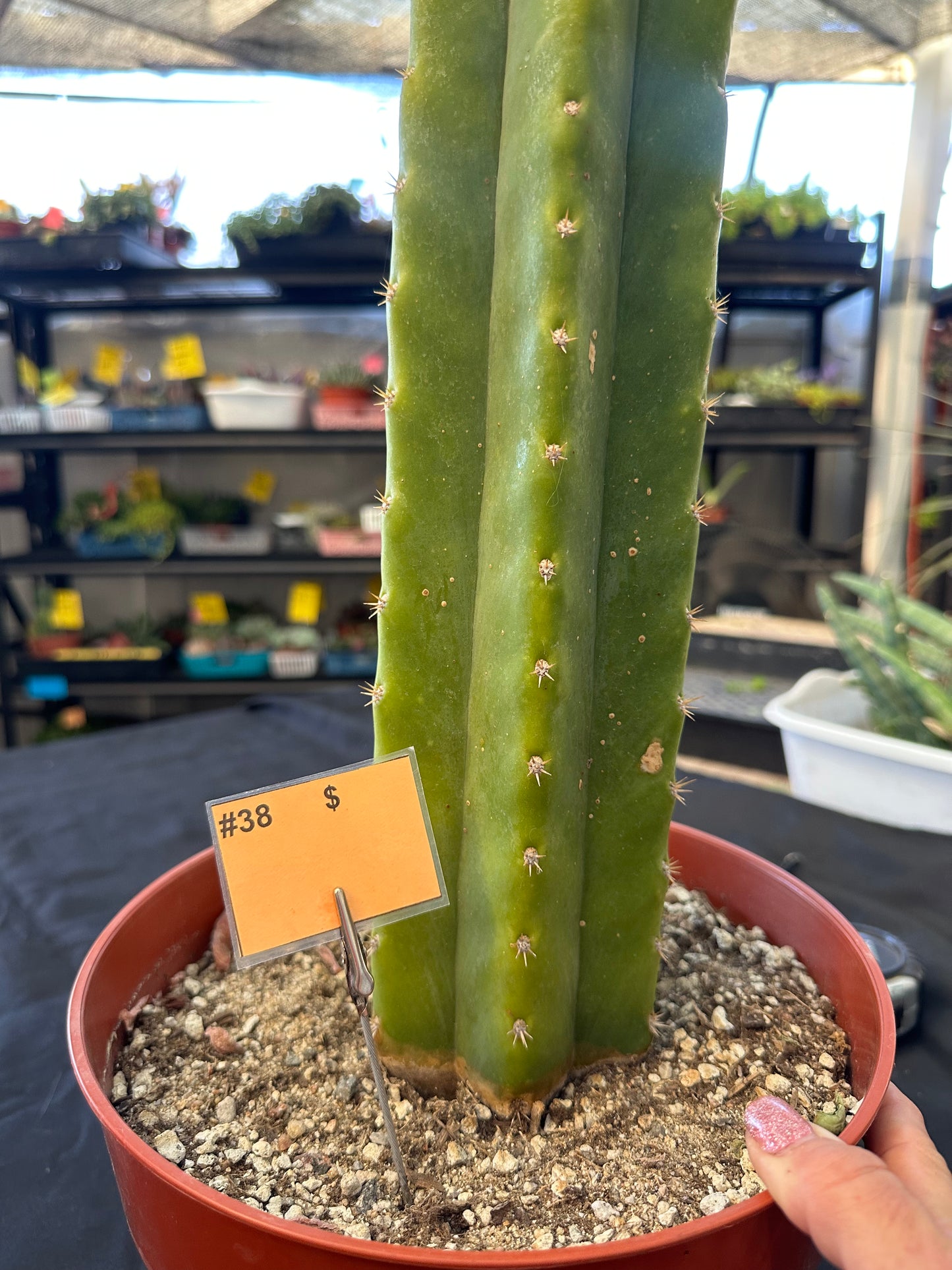 #38 Ornamental San Pedro cactus