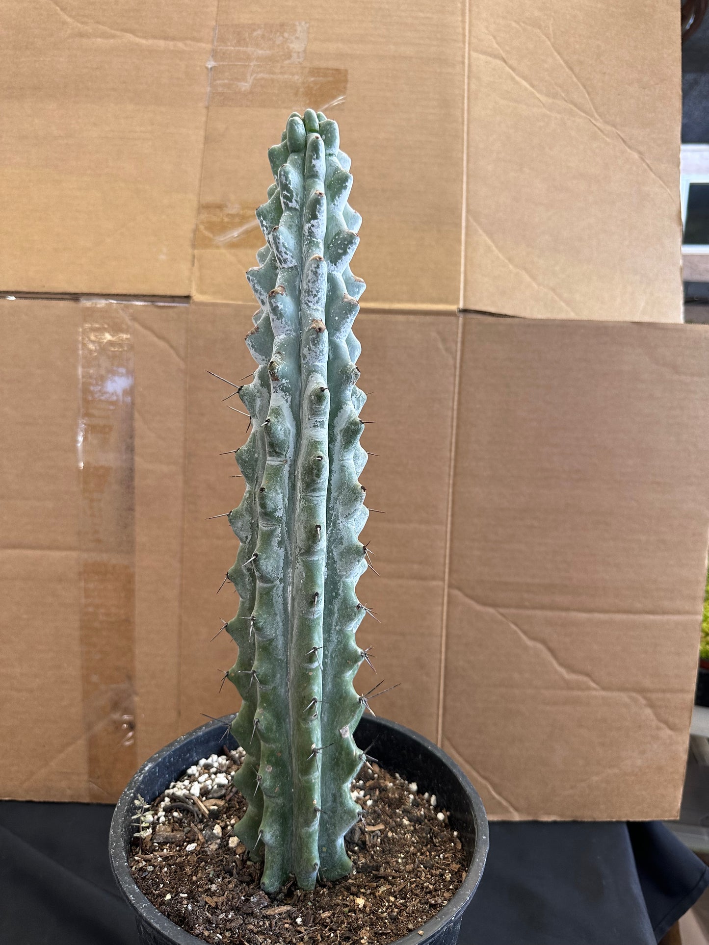 #525 Ornamental San Pedro cactus