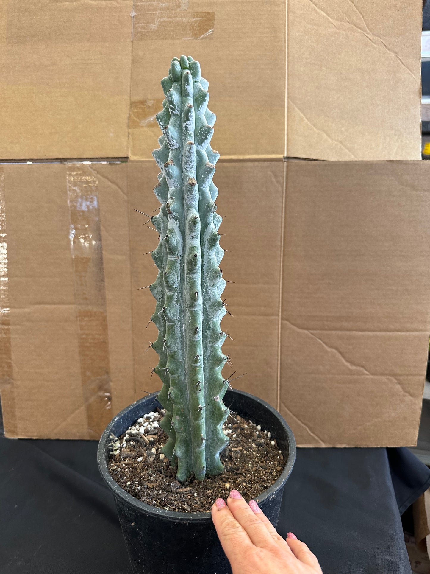 #525 Ornamental San Pedro cactus