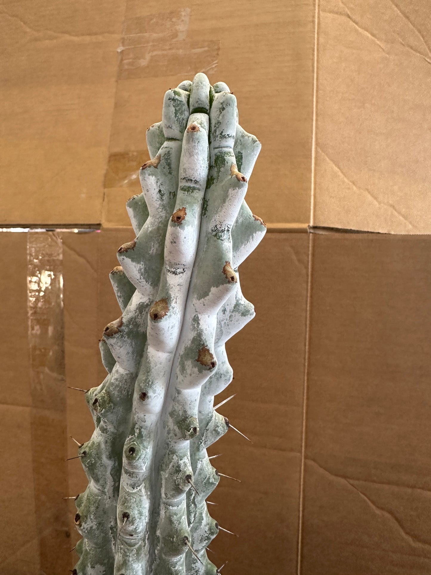 #525 Ornamental San Pedro cactus