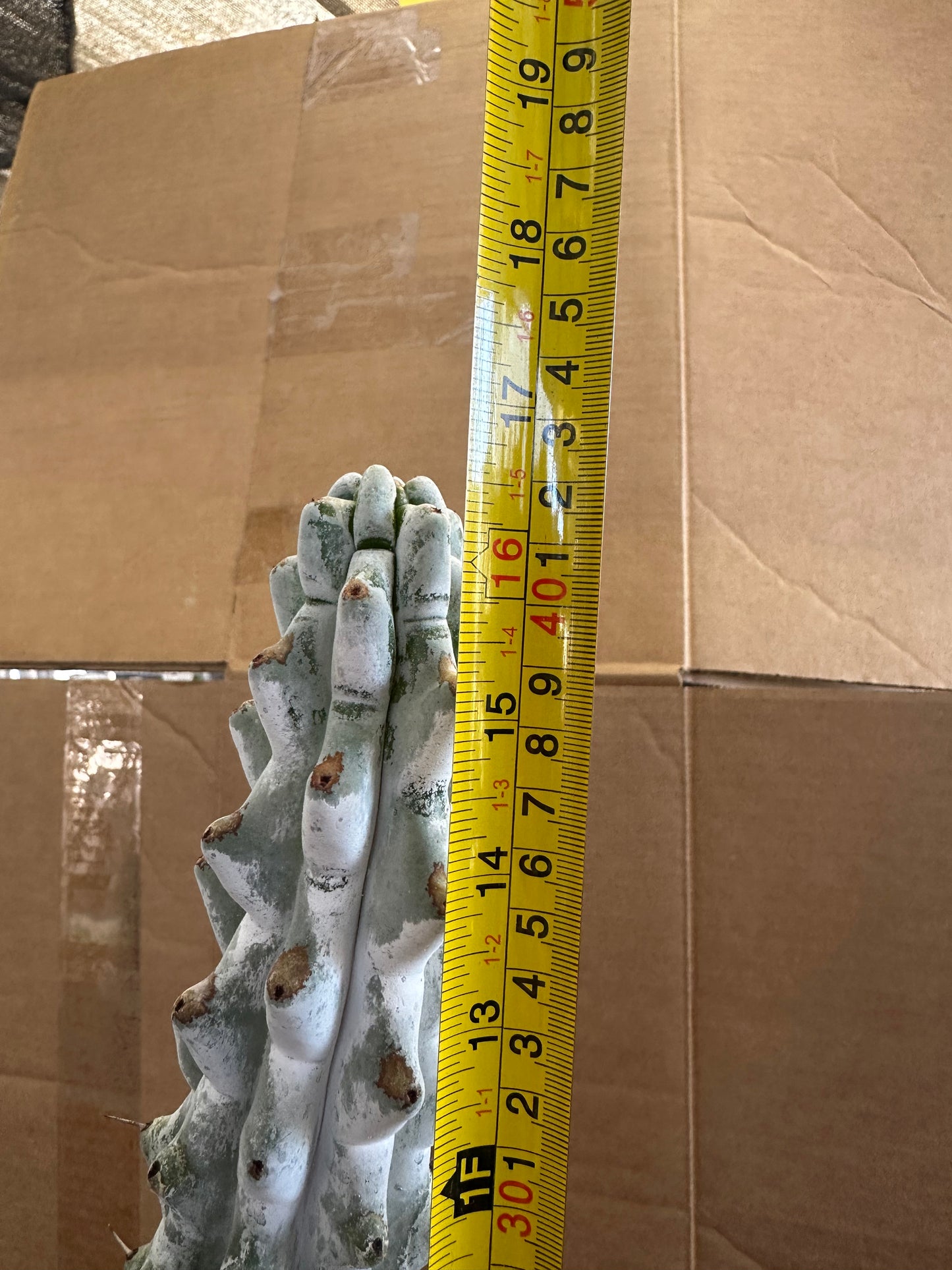 #525 Ornamental San Pedro cactus