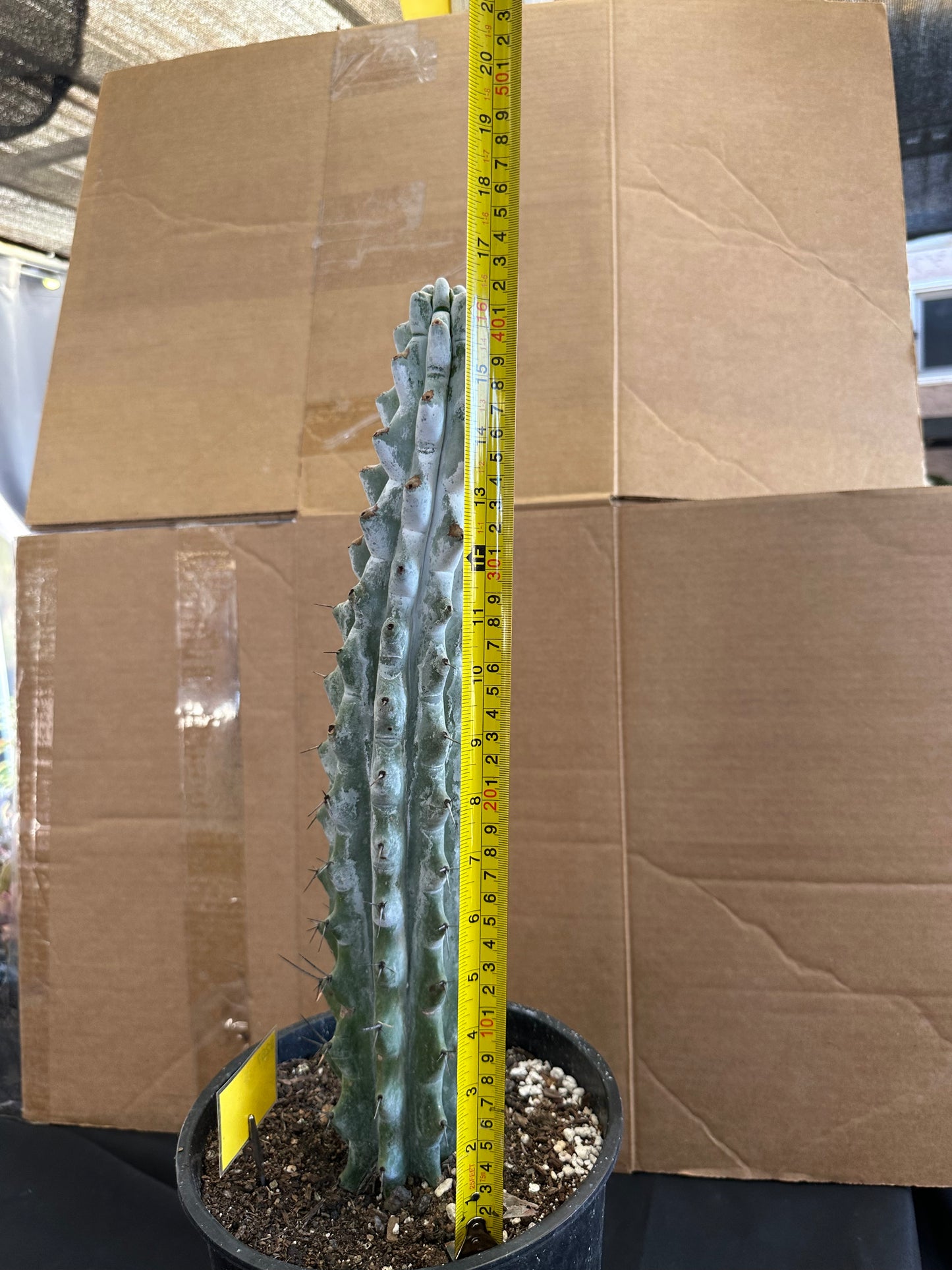 #525 Ornamental San Pedro cactus