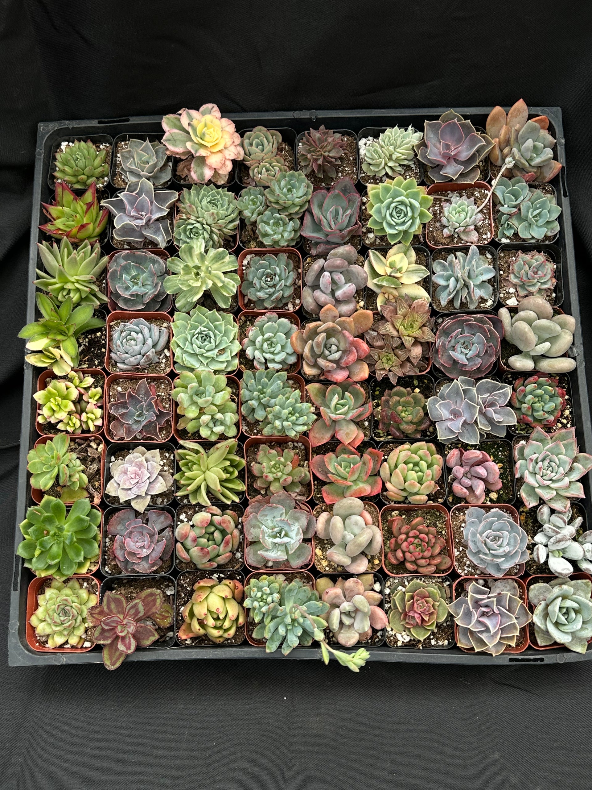 cheap succulents dallas Full Flat Special 64 succulents in 2” pots – Little Succulent Shop