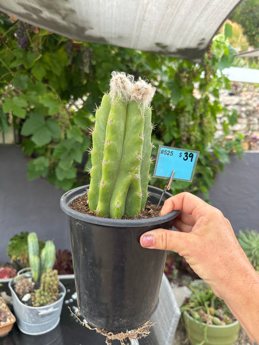 #525 Ornamental San Pedro cactus