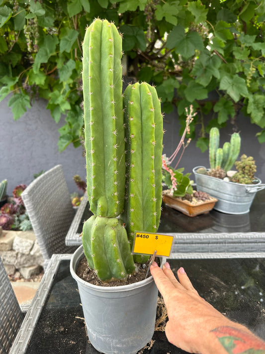 #450 Ornamental San Pedro cactus