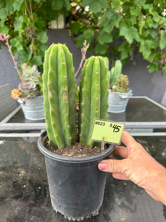 #623 Ornamental San Pedro cactus