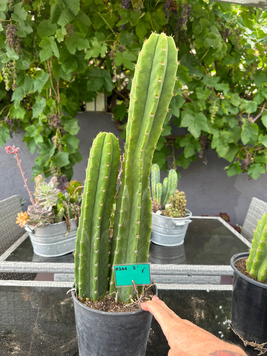 #344 Ornamental San Pedro cactus