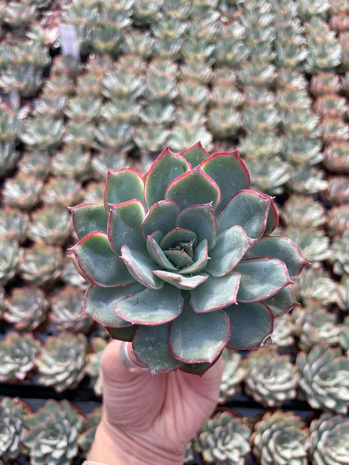 Echeveria Moonshine - Tray of 40 – Little Succulent Shop