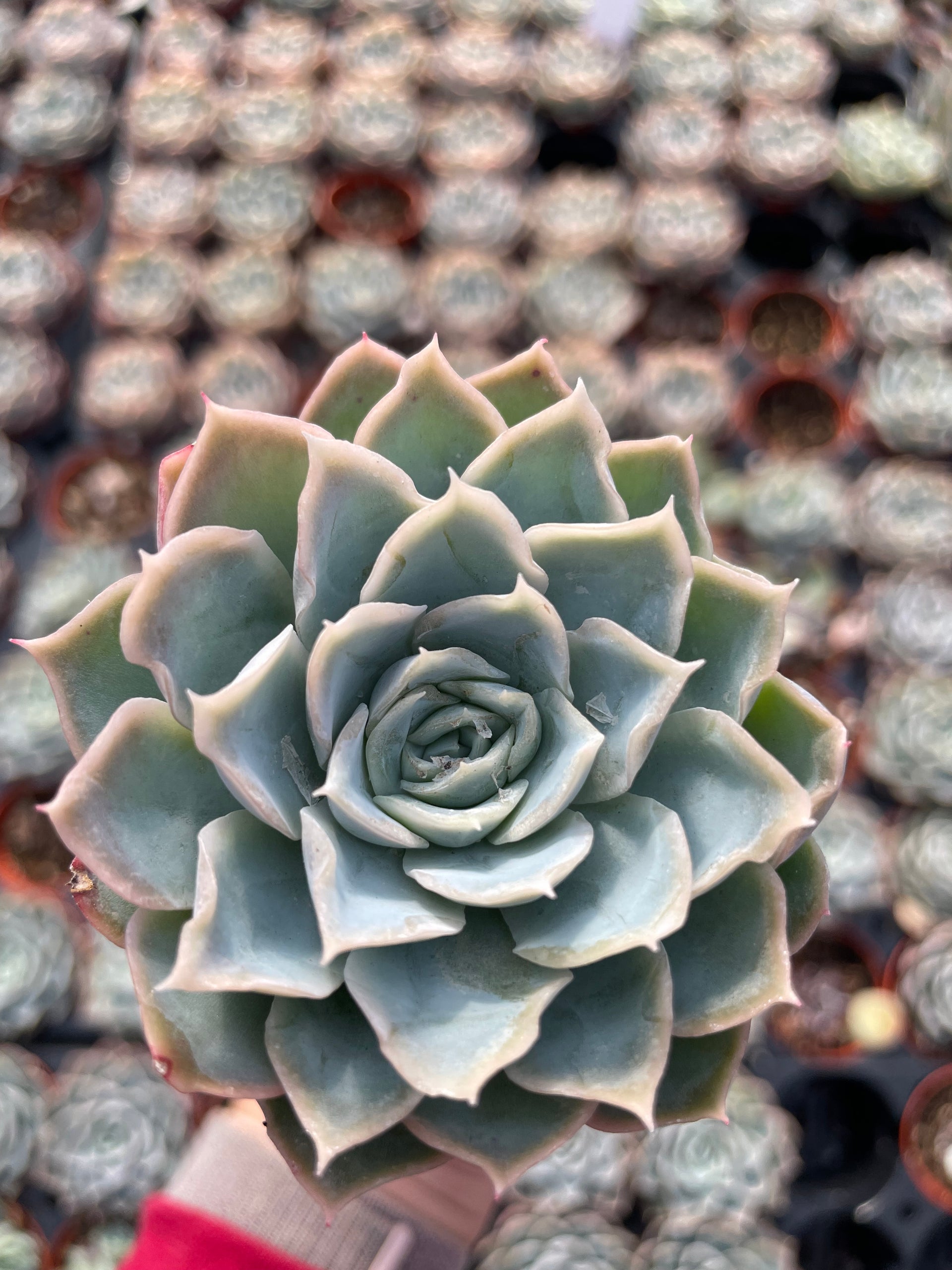 Echeveria Carino