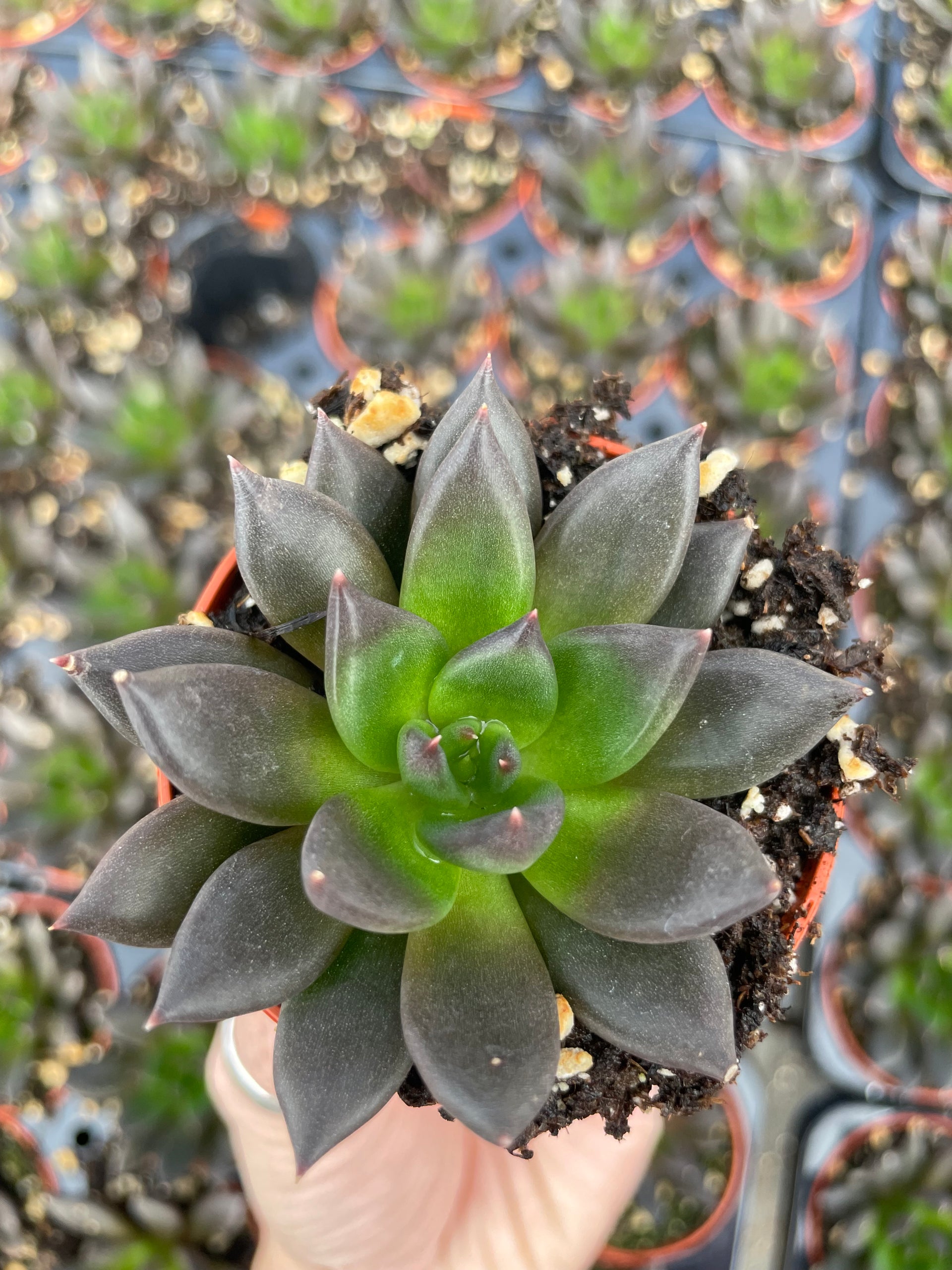 black market succulents Echeveria New Black