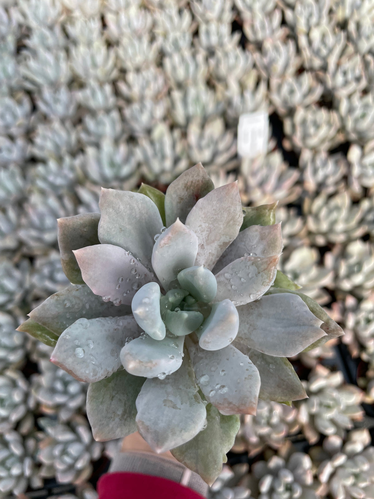Echeveria Machette - Tray of 40 – Little Succulent Shop
