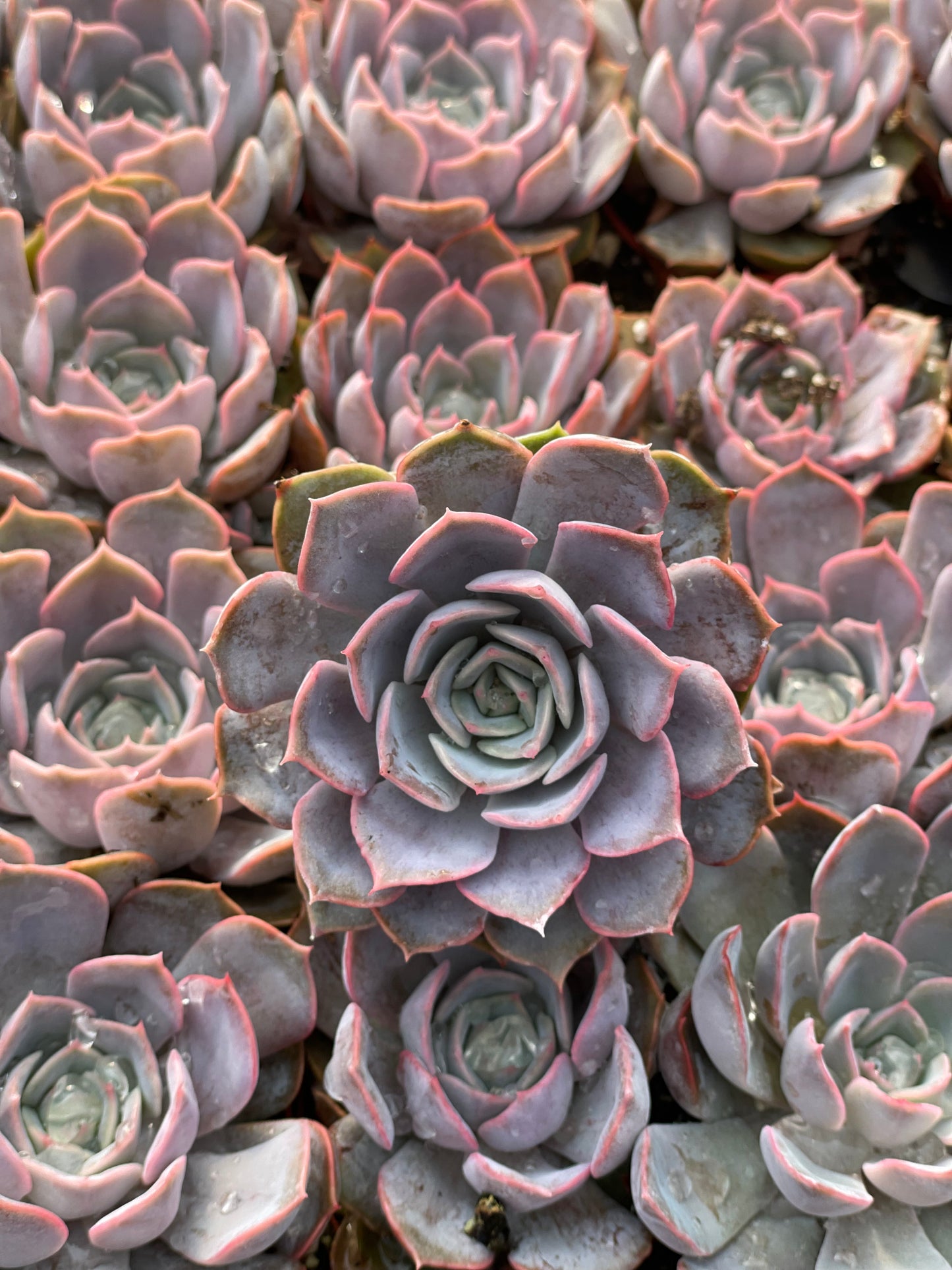 Echeveria Parasol Rose