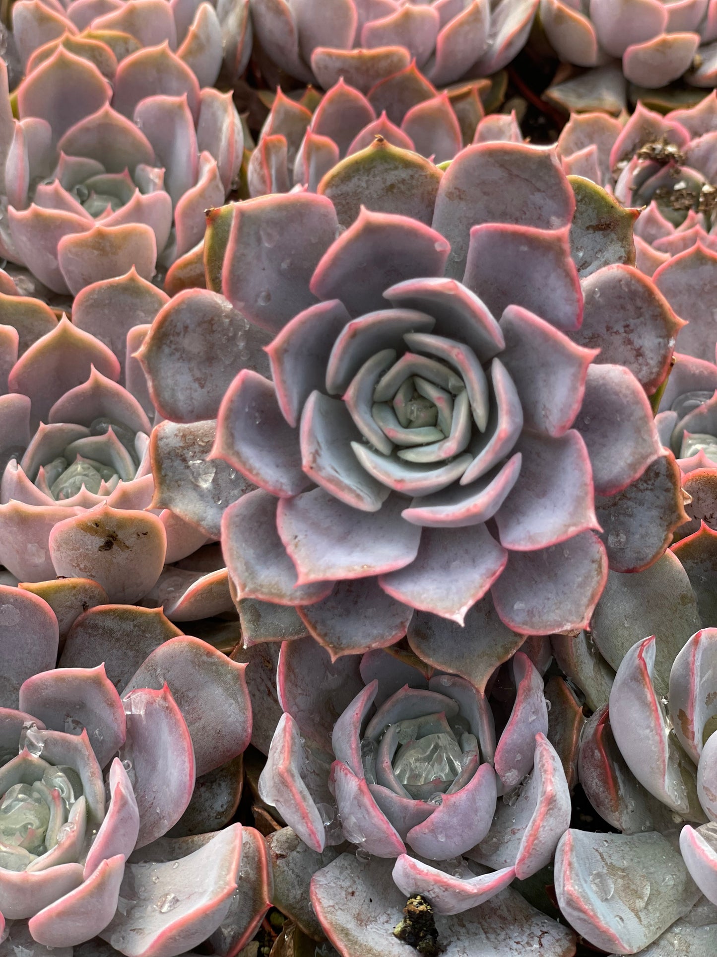 Echeveria Parasol Rose