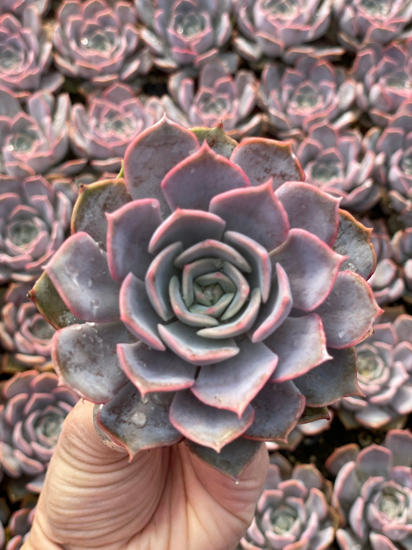 Echeveria Parasol Rose