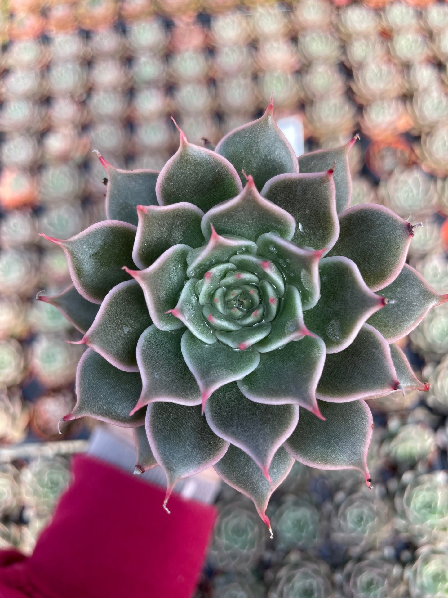 Echeveria Manana