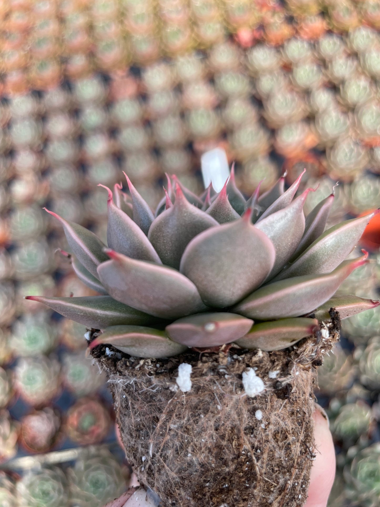 Echeveria Manana