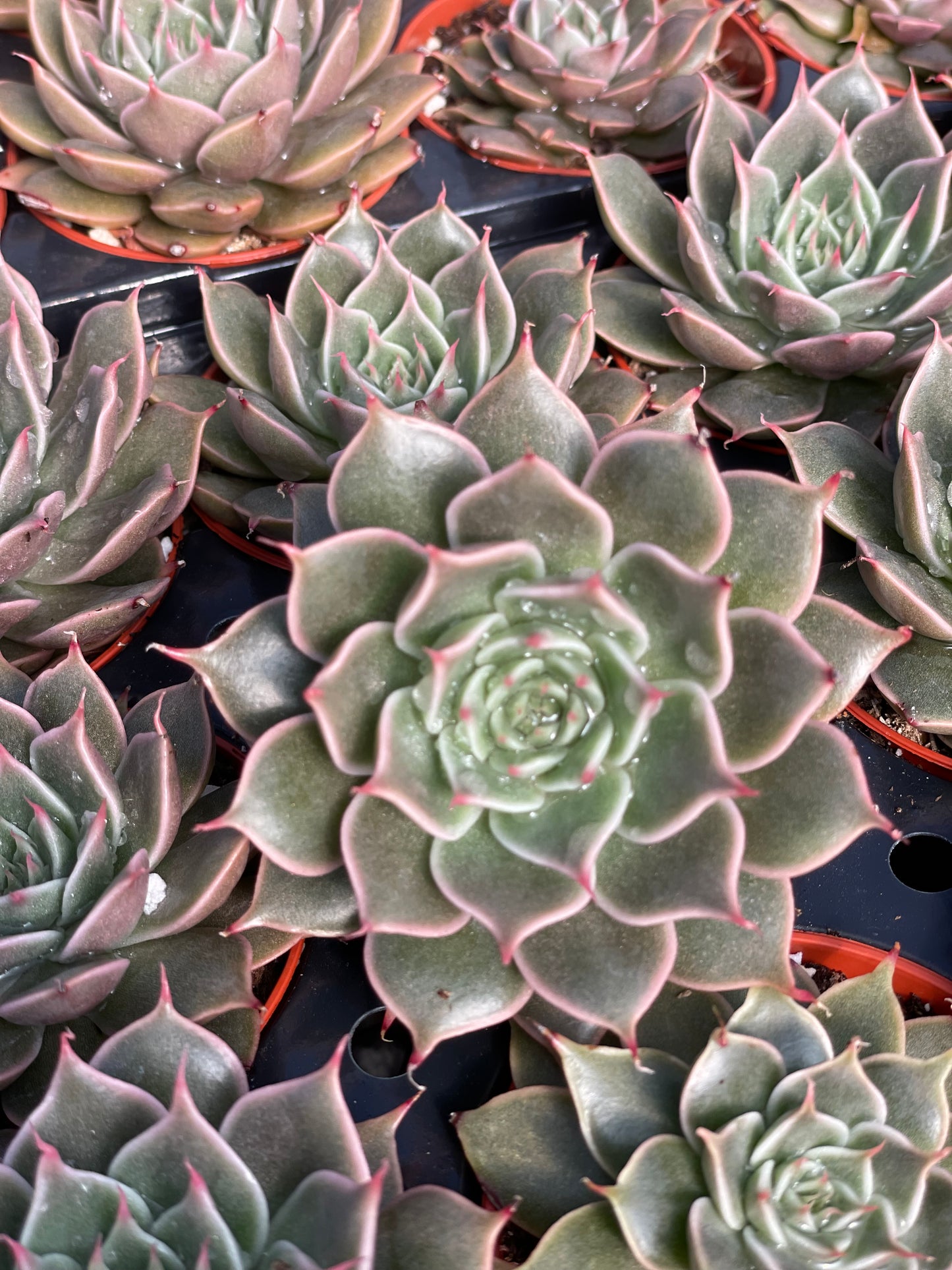 Echeveria Manana