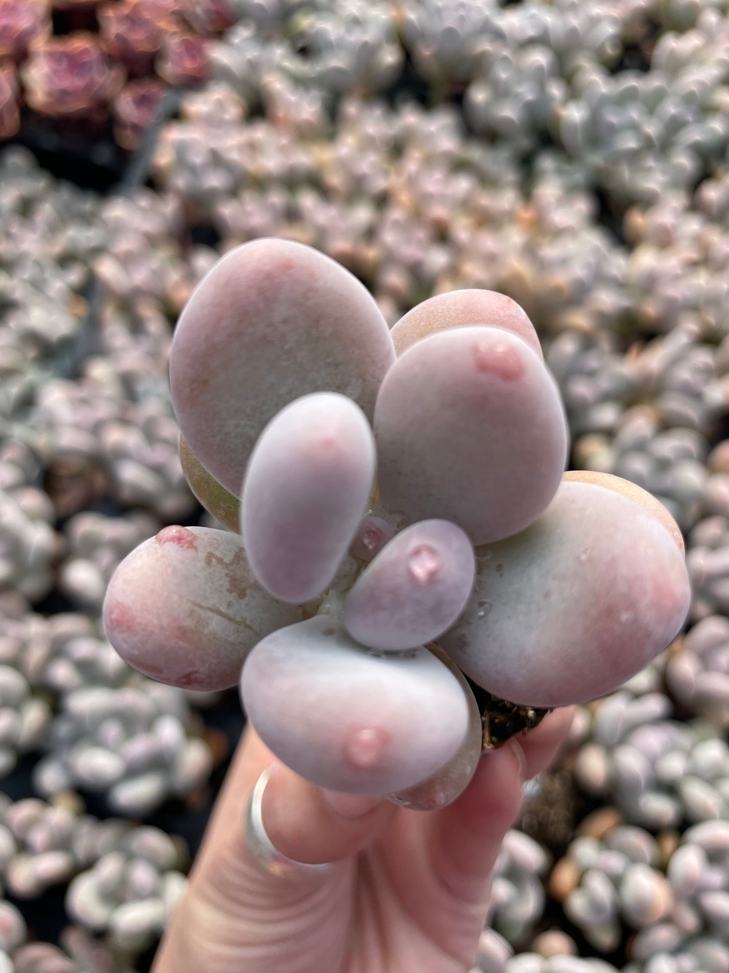 Echeveria Moonstones