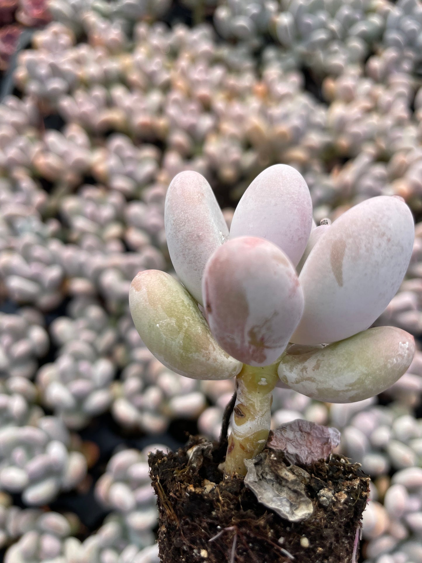 Echeveria Moonstones