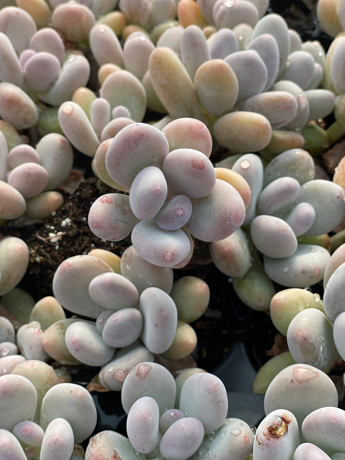 Echeveria Moonstones