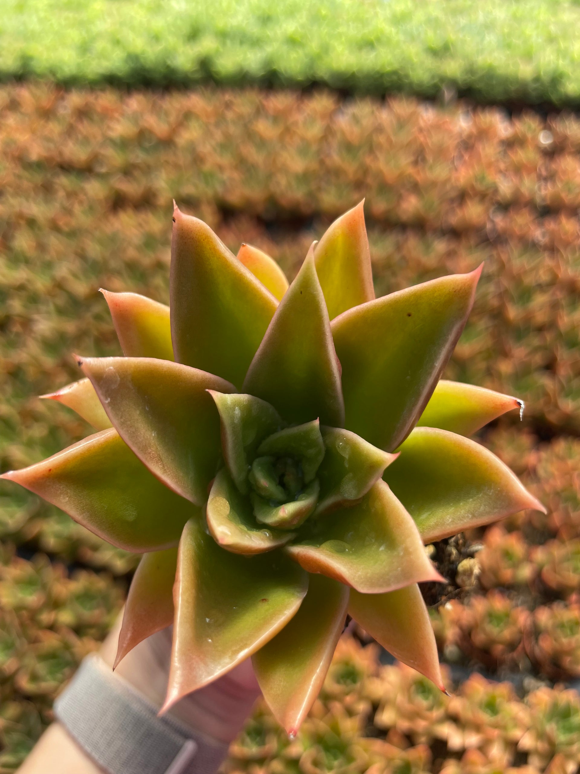 succulent plants for sale Echeveria Mexicana