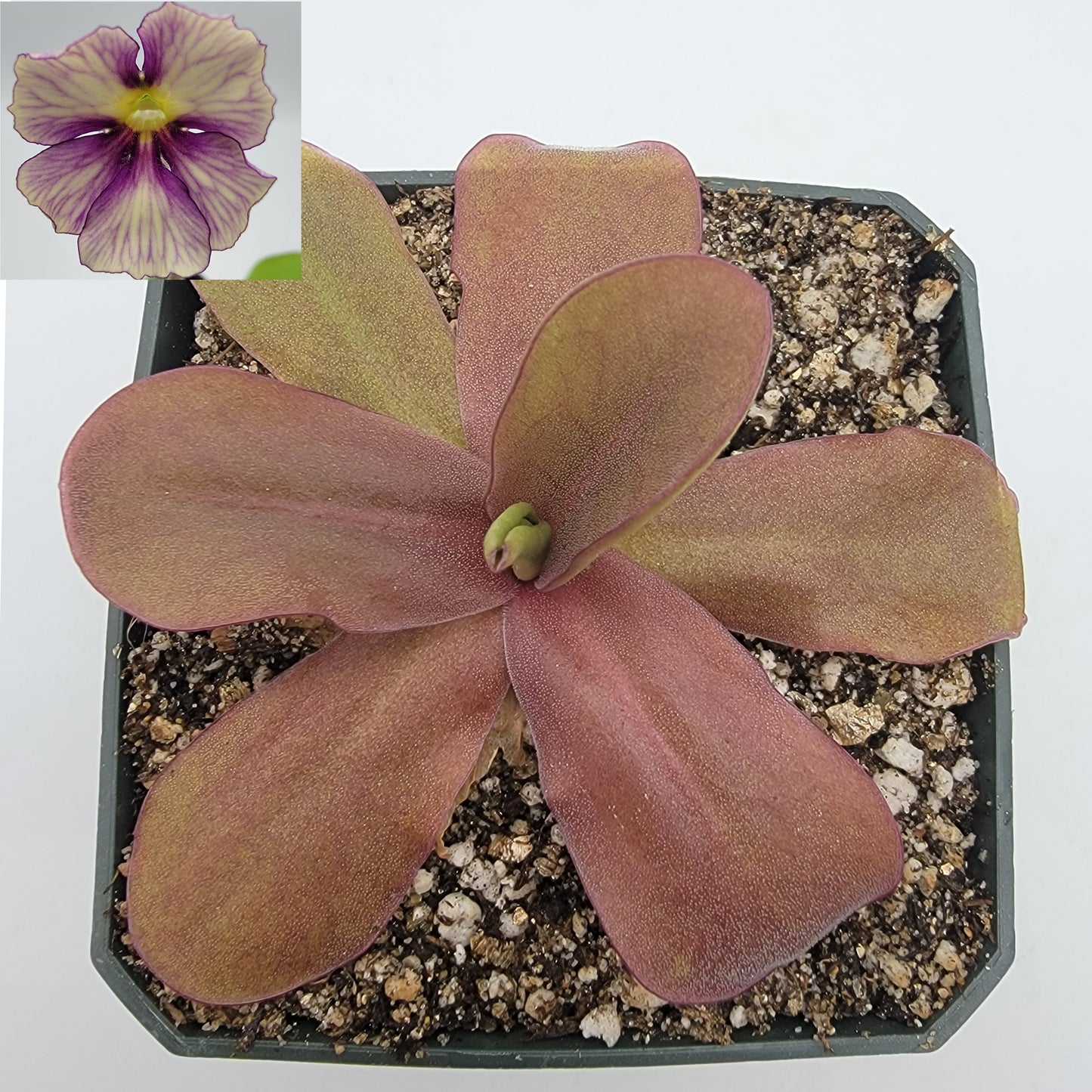 Pinguicula 'Razzberry Blonde'