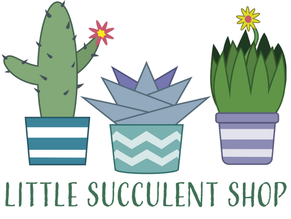 Little Succulent Shop