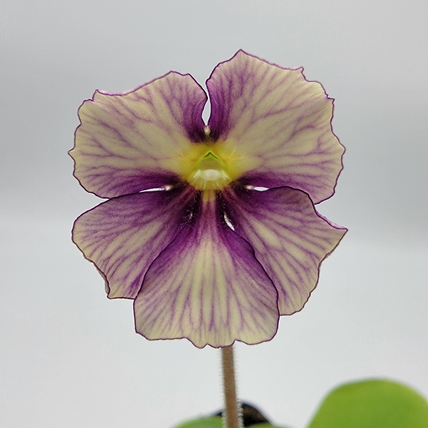 Pinguicula 'Razzberry Blonde'