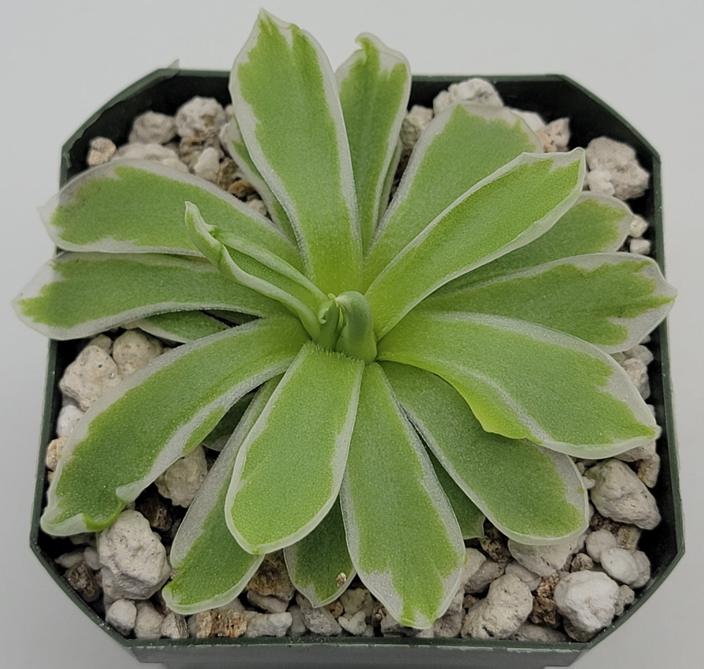 Pinguicula "Snow Queen"