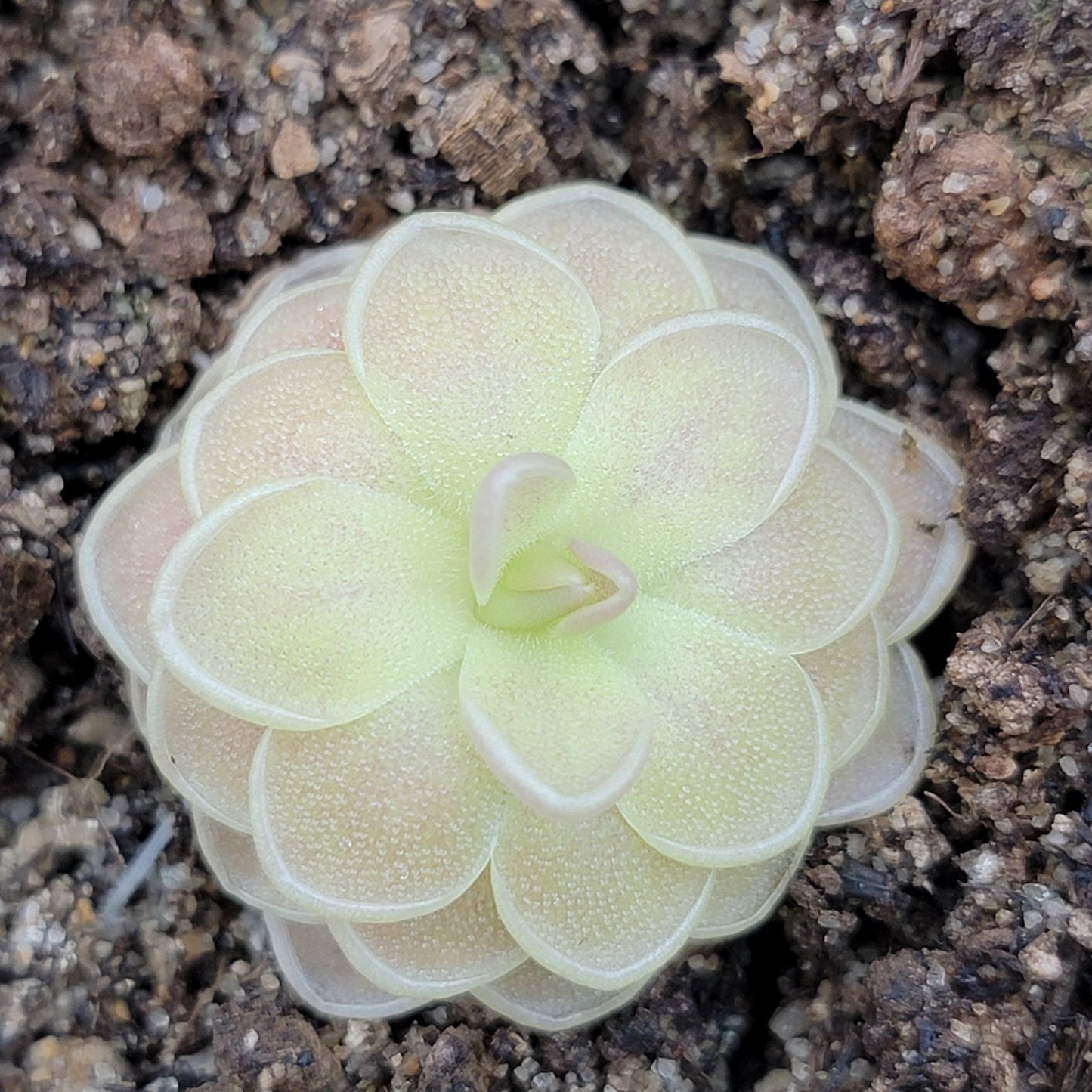 Pinguicula "Sunshine"