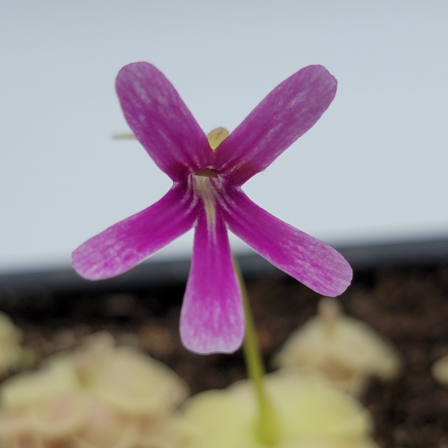 Pinguicula "Sunshine"