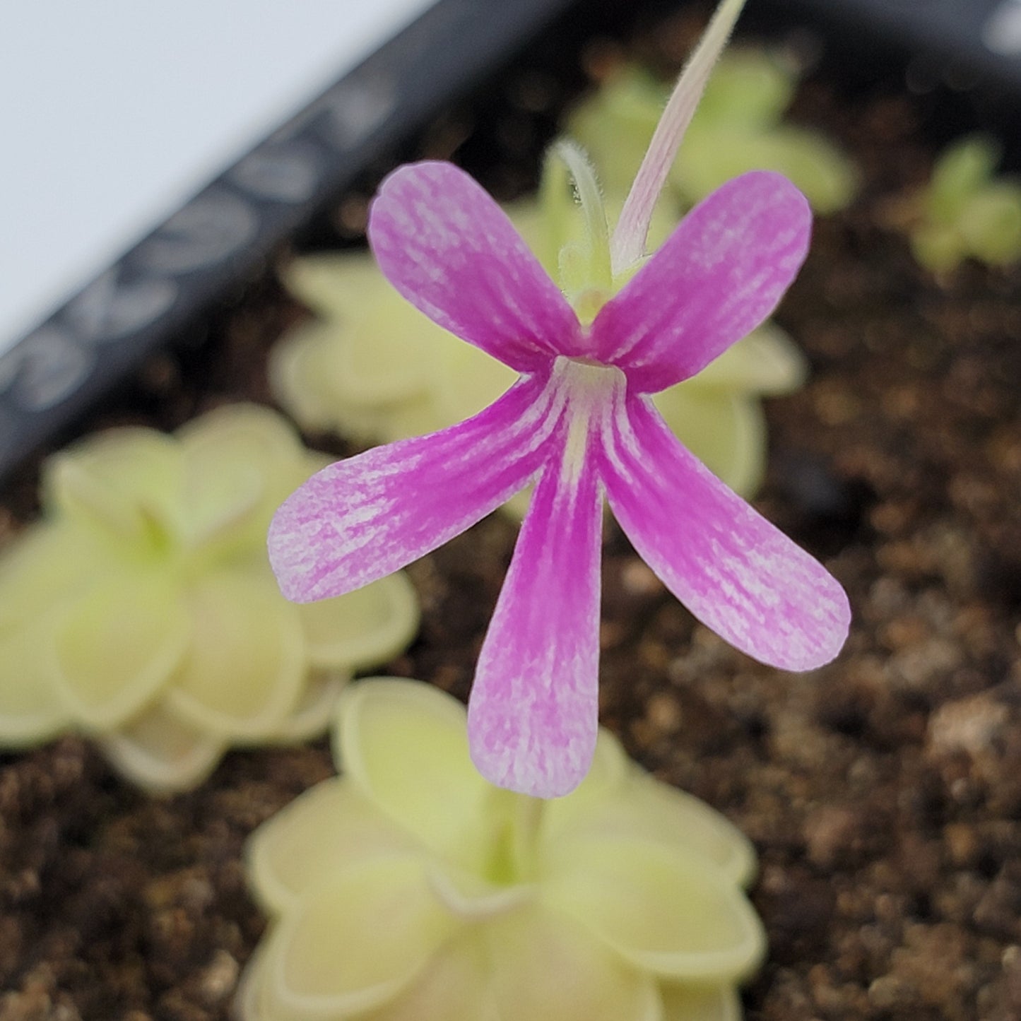 Pinguicula "Sunshine"