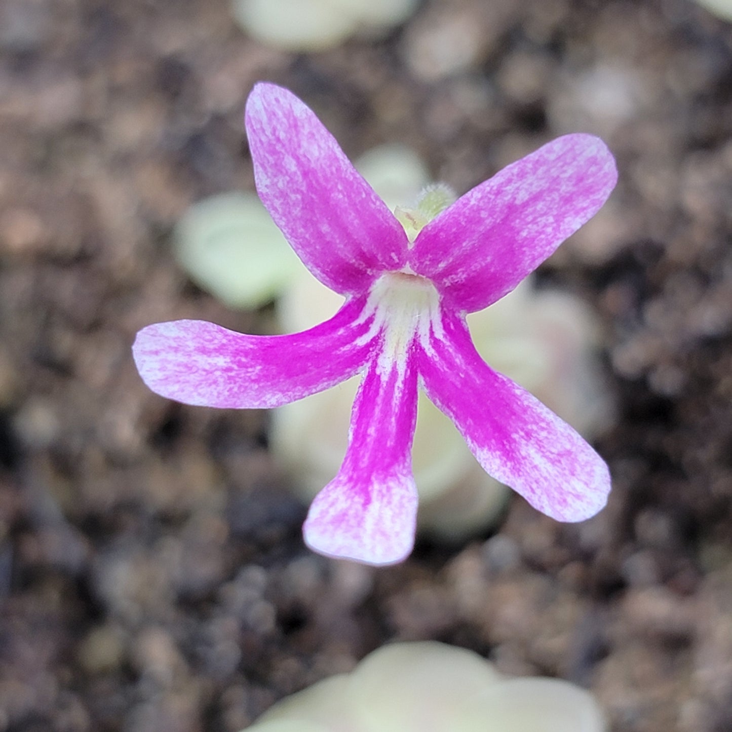 Pinguicula "Sunshine"