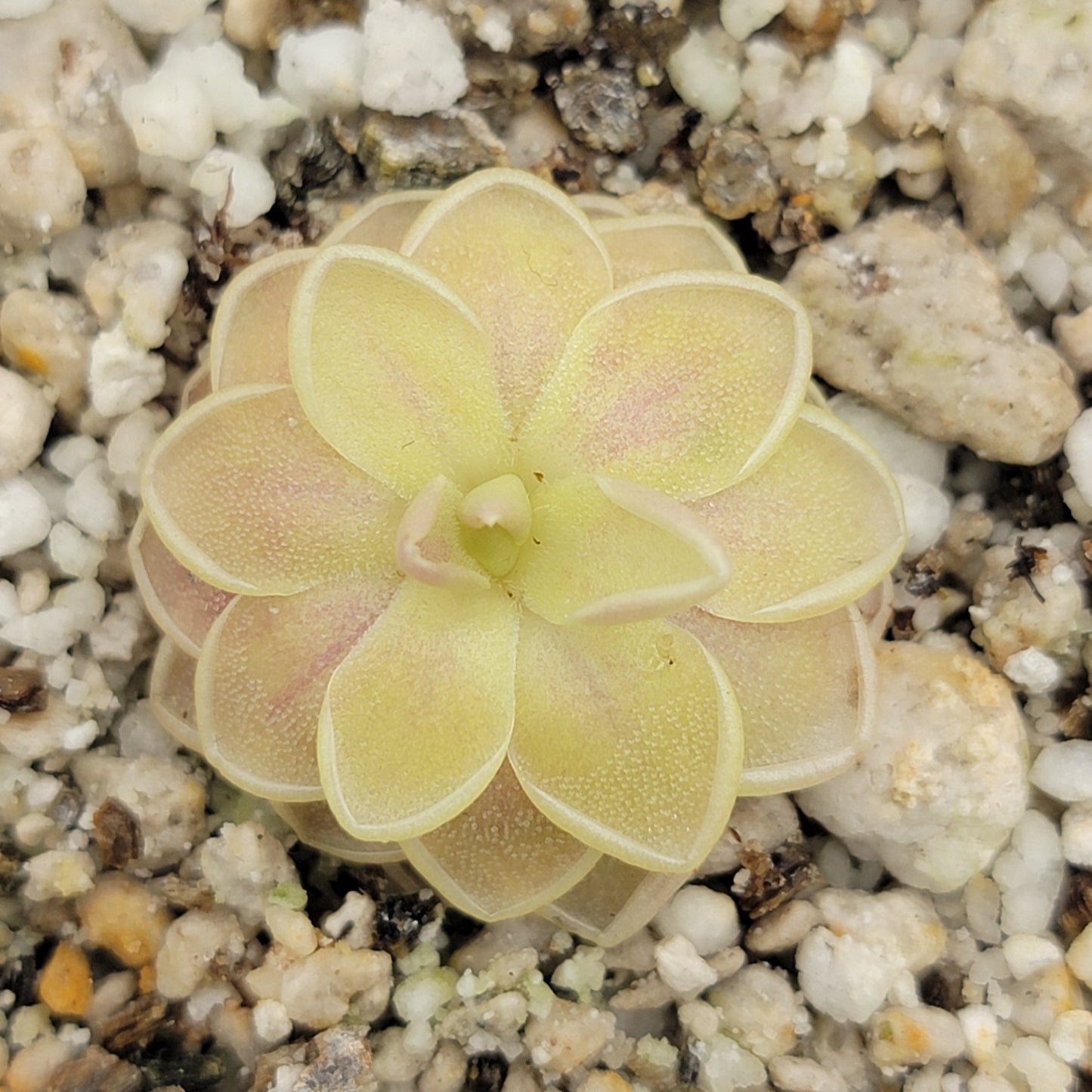 Pinguicula "Sunshine"