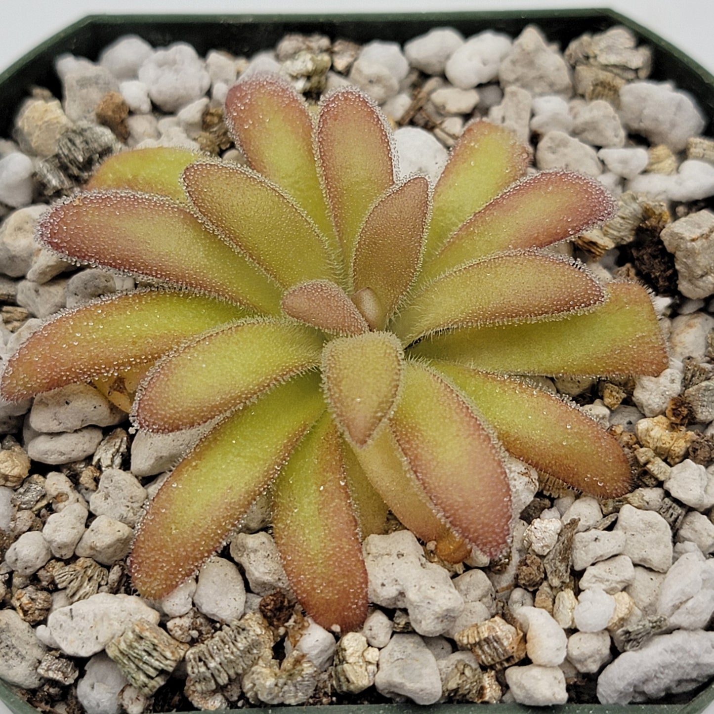 Pinguicula agnata 'El Lobo' x gypsicola