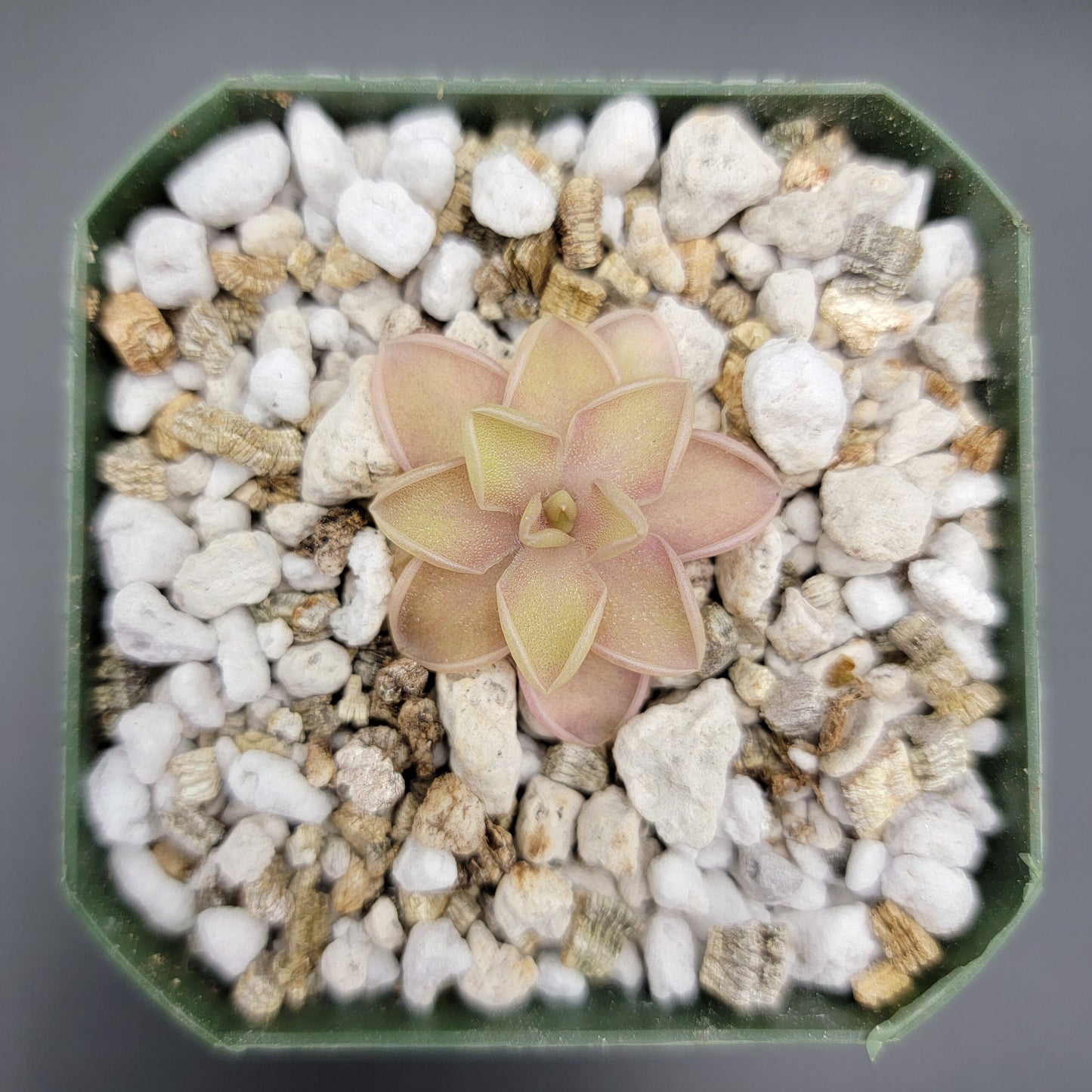 Pinguicula emarginata x jaumavensis