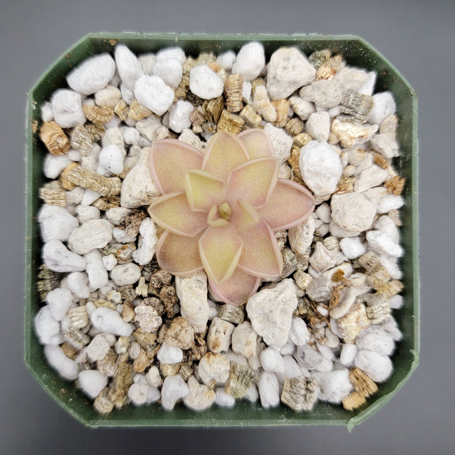 Pinguicula emarginata x jaumavensis