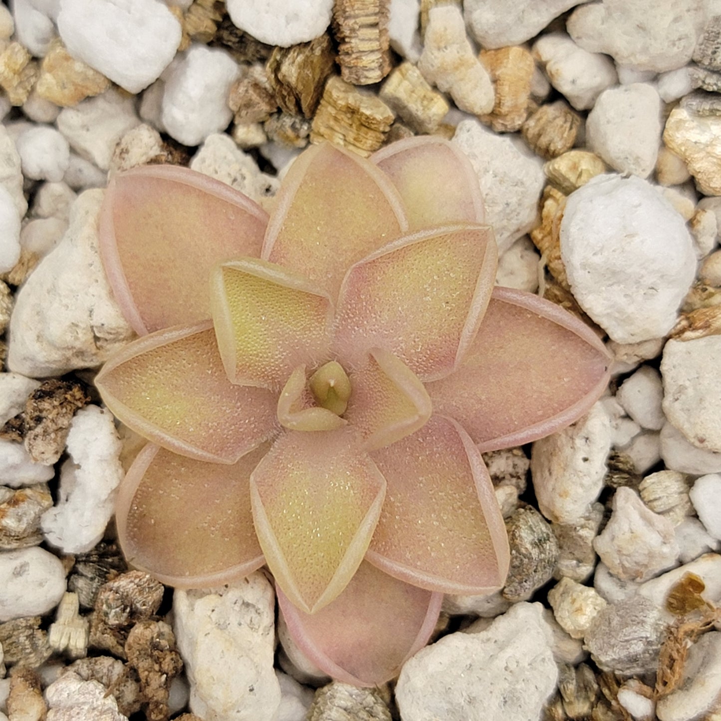 Pinguicula emarginata x jaumavensis