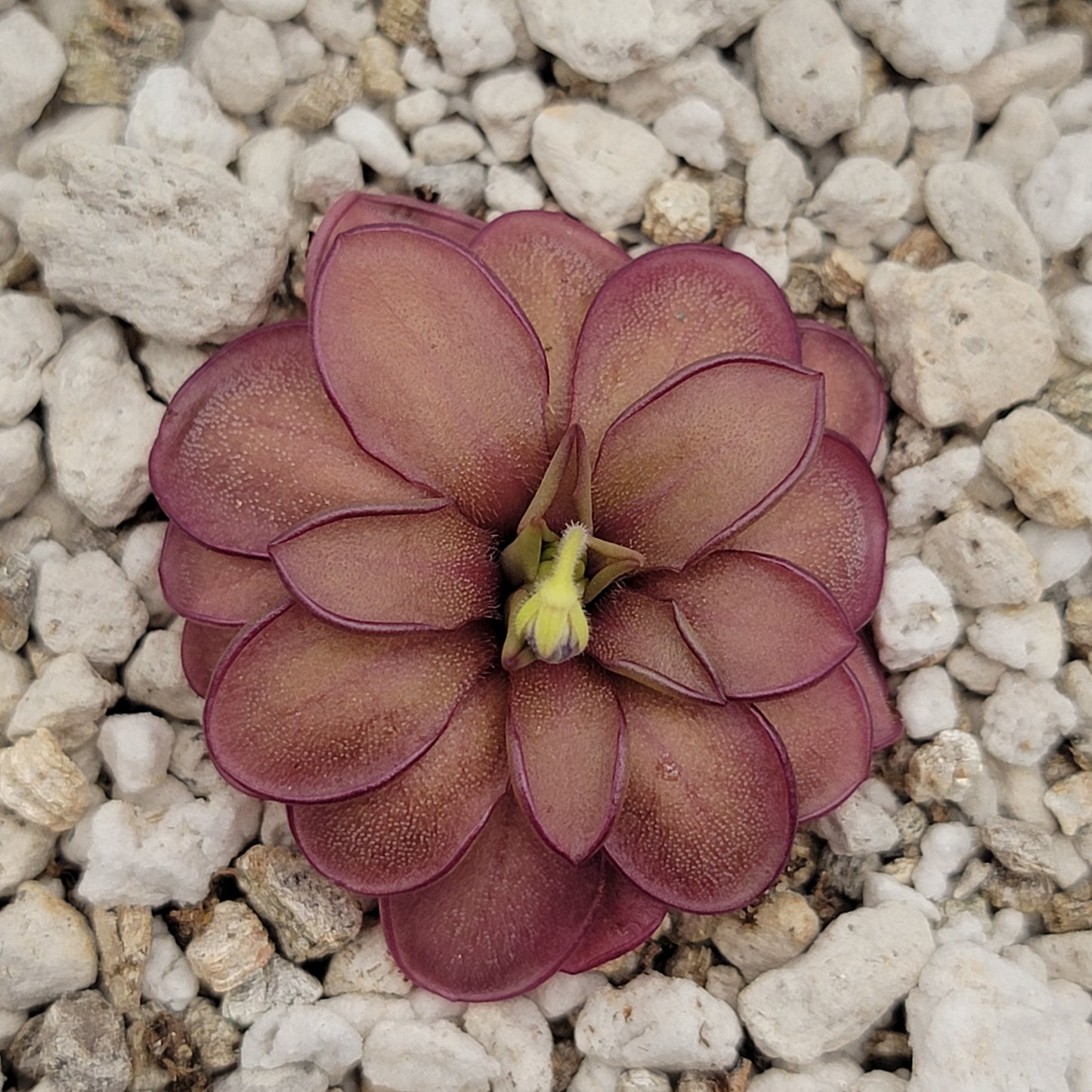 Pinguicula laueana CP2 x emarginata