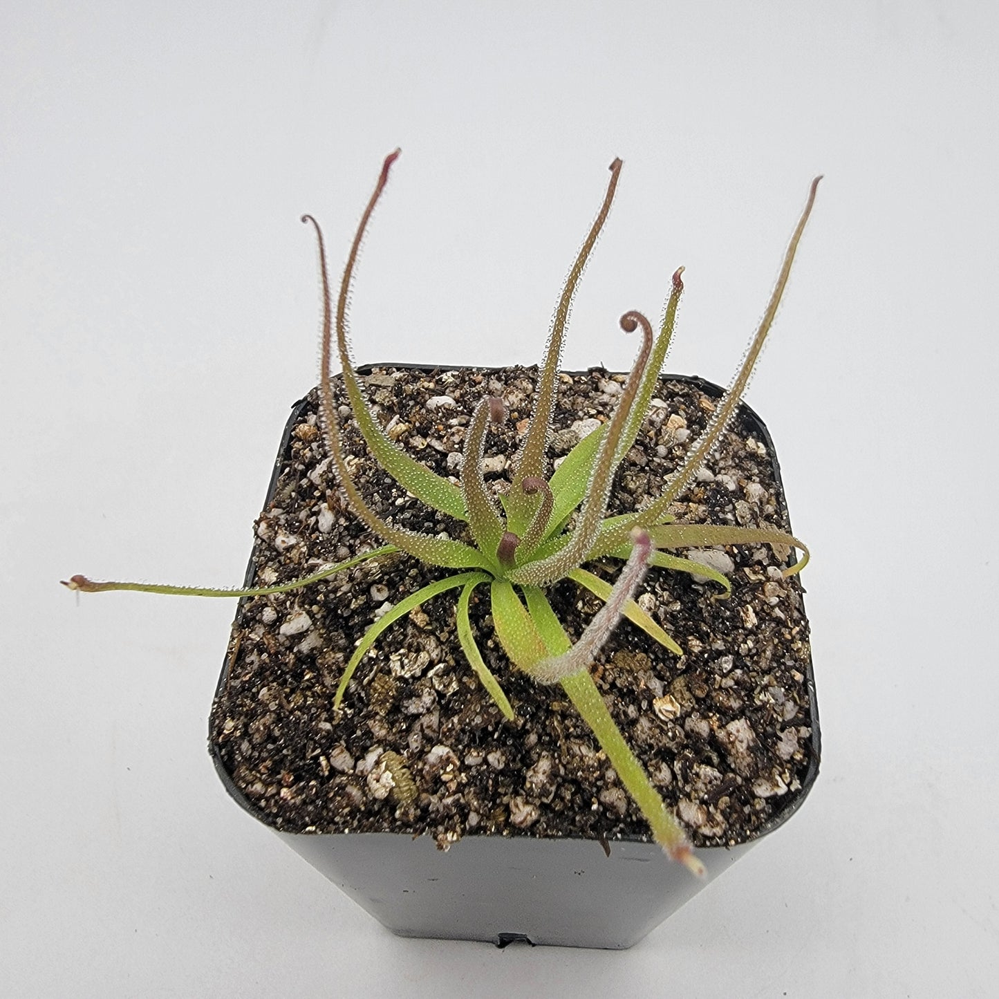 Pinguicula medusina