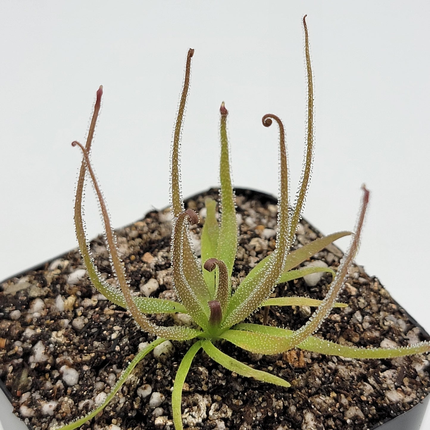 Pinguicula medusina