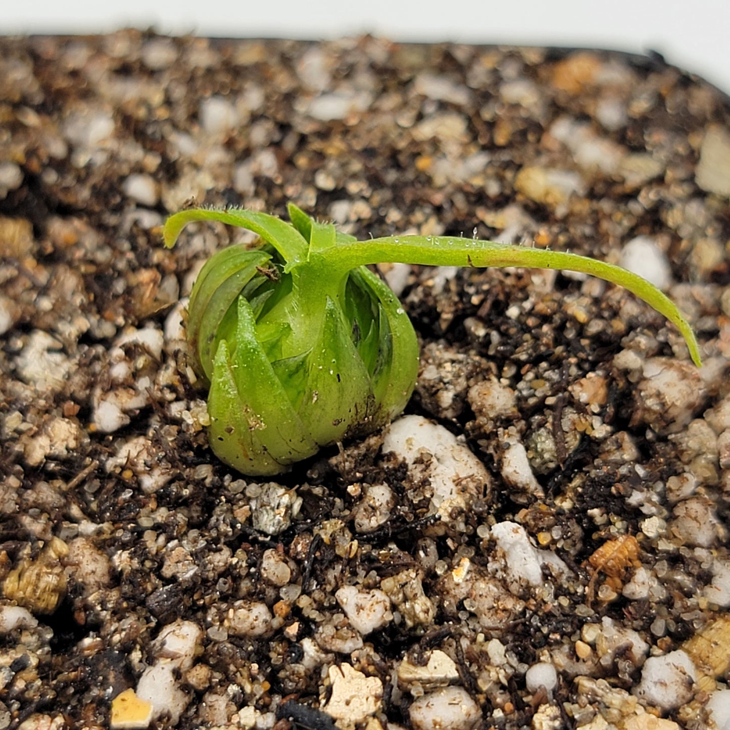 Pinguicula medusina