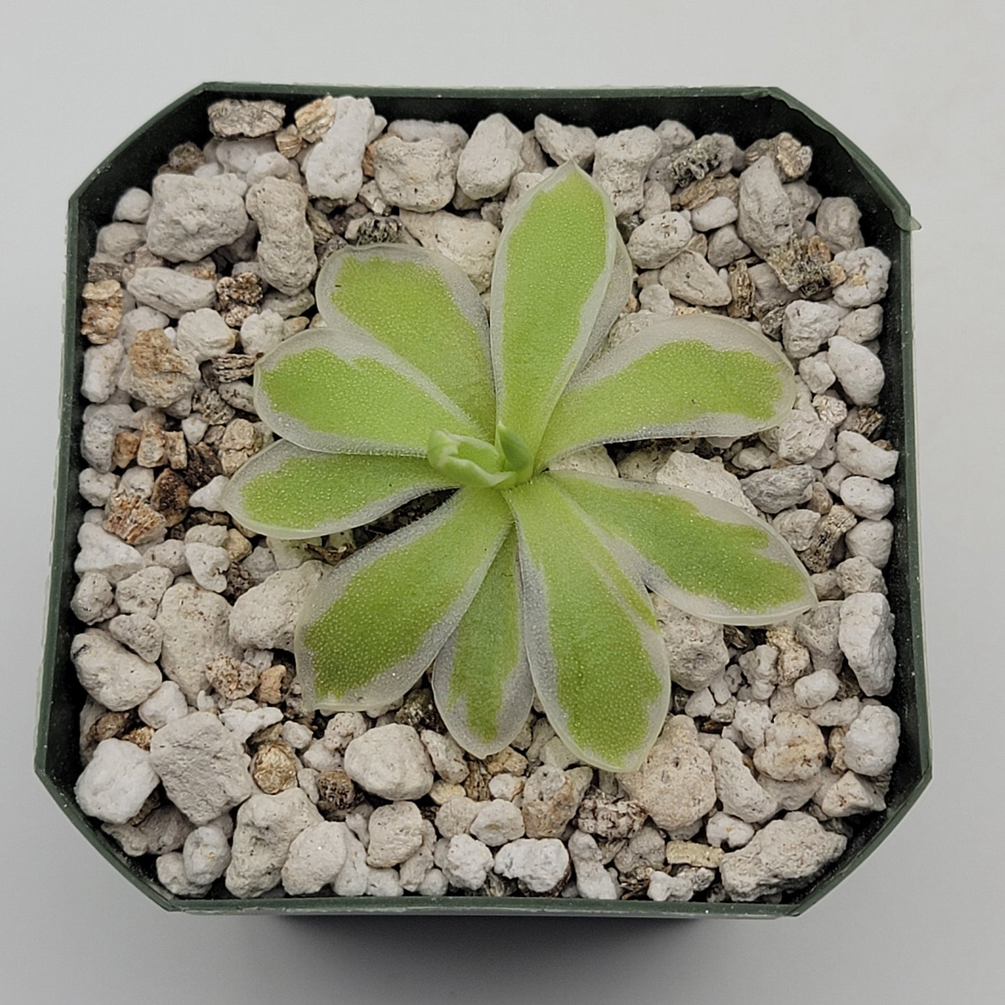 Pinguicula "Snow Queen"