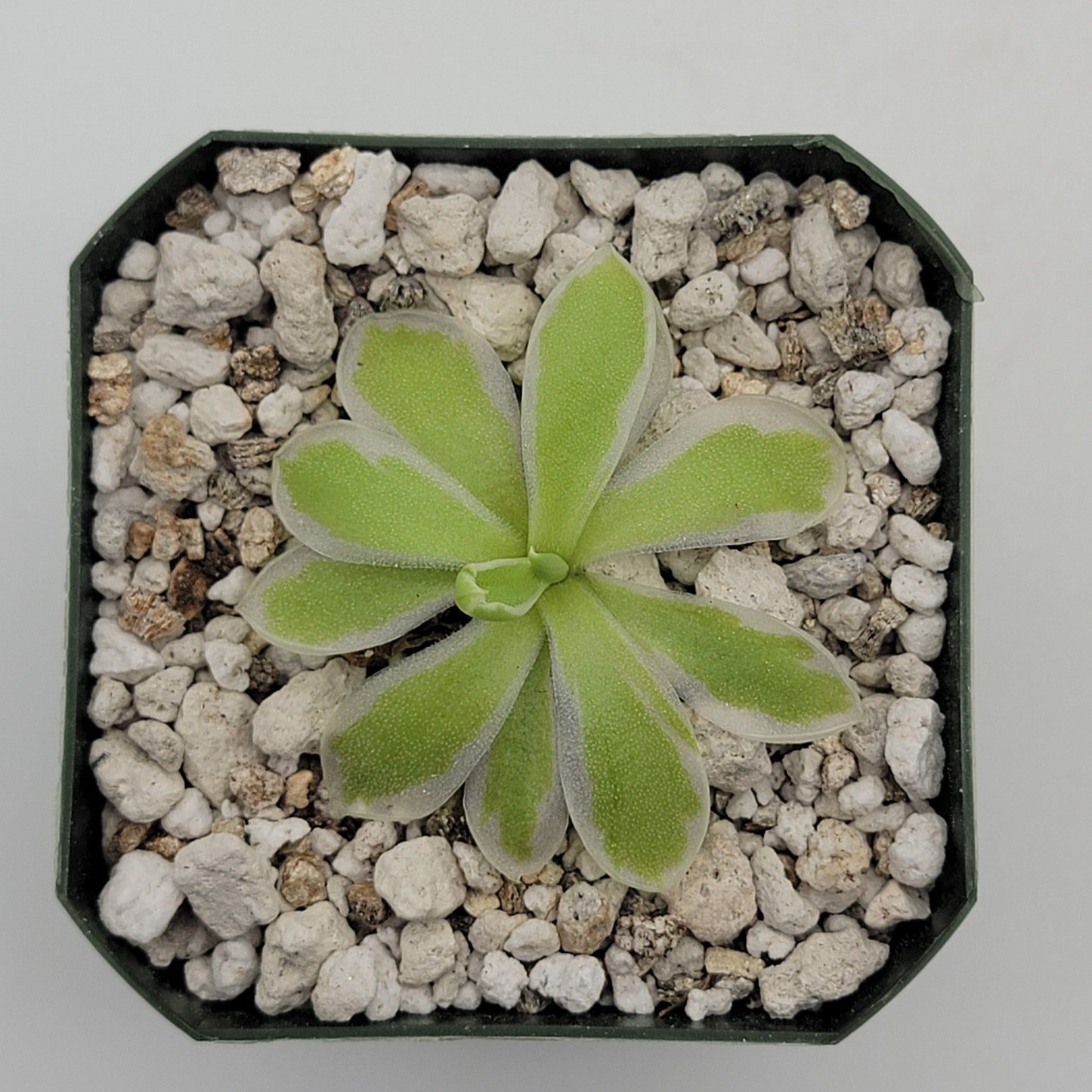 Pinguicula "Snow Queen"