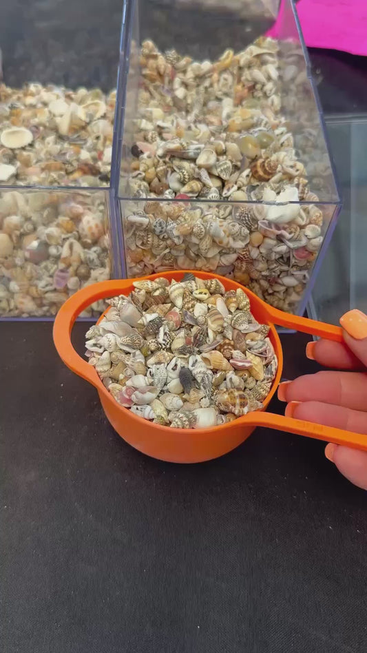 Mini seashells