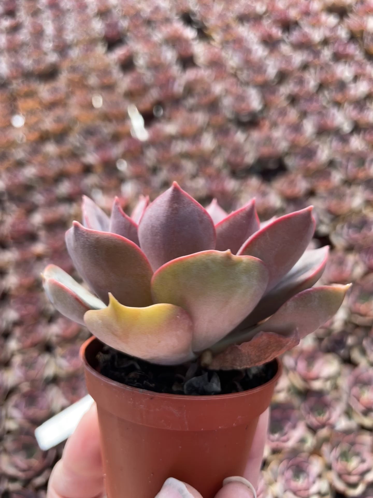 Echeveria Nina - Tray of 40 – Little Succulent Shop