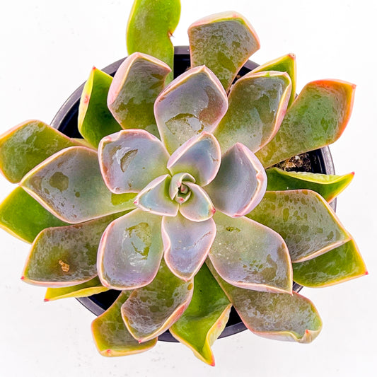 Graptoveria Jules