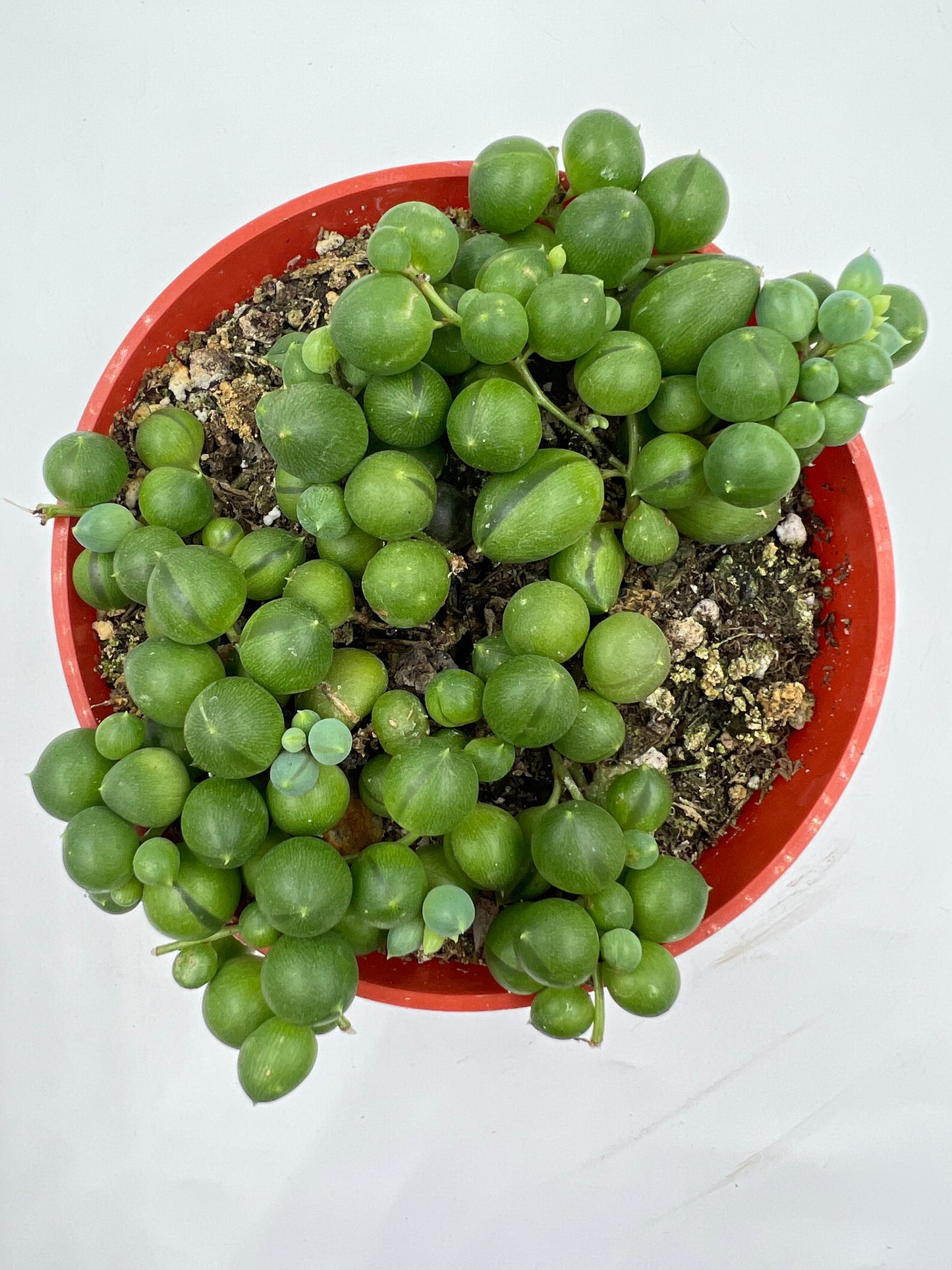 4” String of Pearls