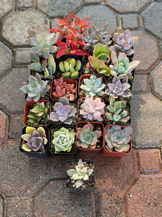 Pink Pack - 20 gorgeous 2” succulents + one FREE