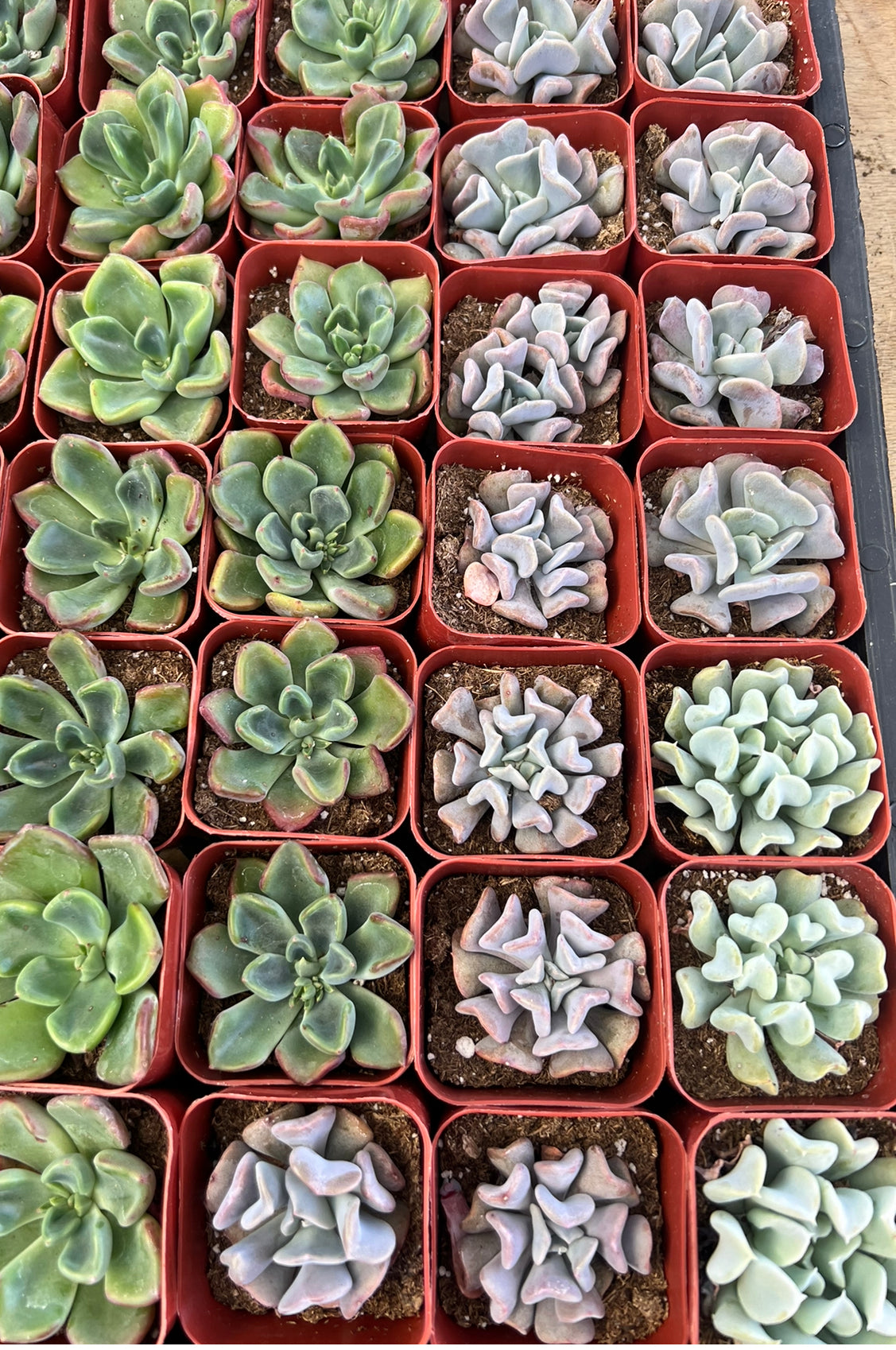 20 succulent plants 20-Pack of COLORFUL 2" Succulents – Little Succulent Shop